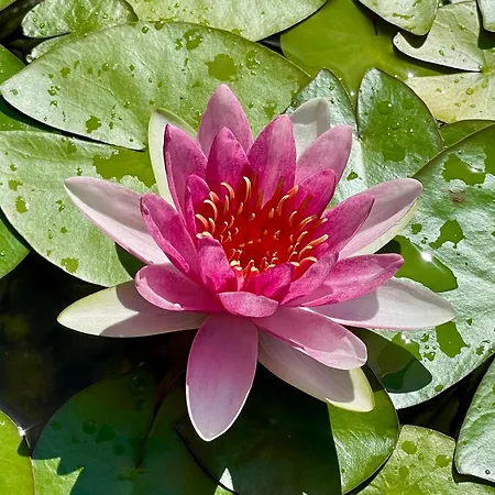 Iris Apartman Portoroz