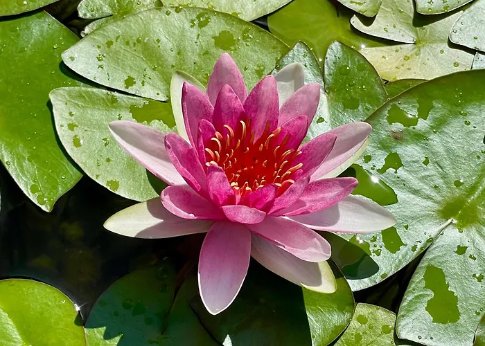 Iris Apartamento Portorož